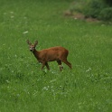 Chevreuils au chalet - 006